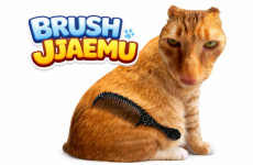 Brush Jjaemu img